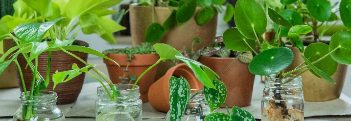 Pflanzen vermehren in Gläsern